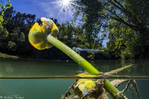 Southern Damselfly laying eggs by Mathieu Foulquié 